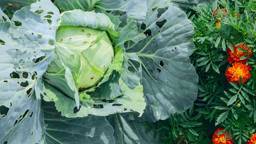 cabbage-companion-planting_11868_2023-04-17_13-00